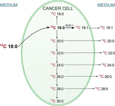 Rearrangements of Blood and Tissue Fatty Acid Profile in Colorectal Cancer - Molecular Mechanism and Diagnostic Potential